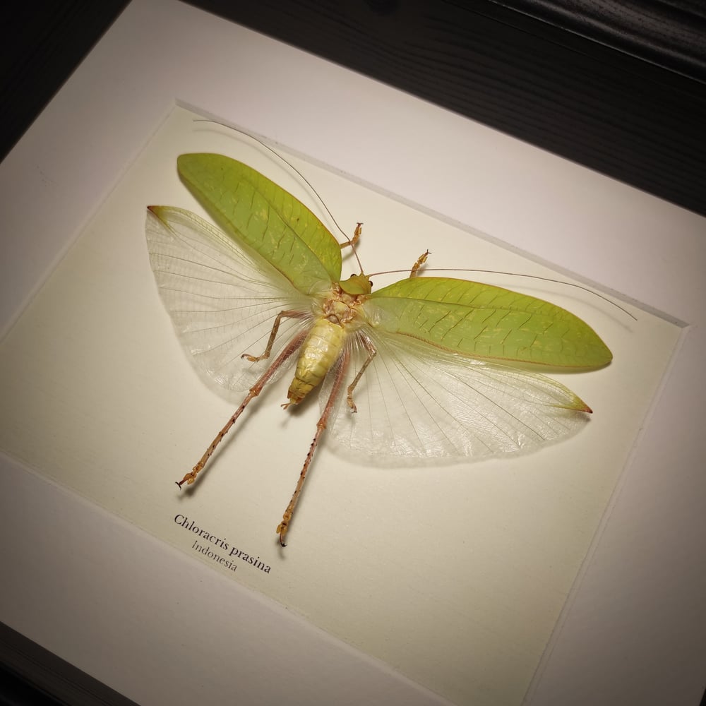 Image of Chloracris prasina