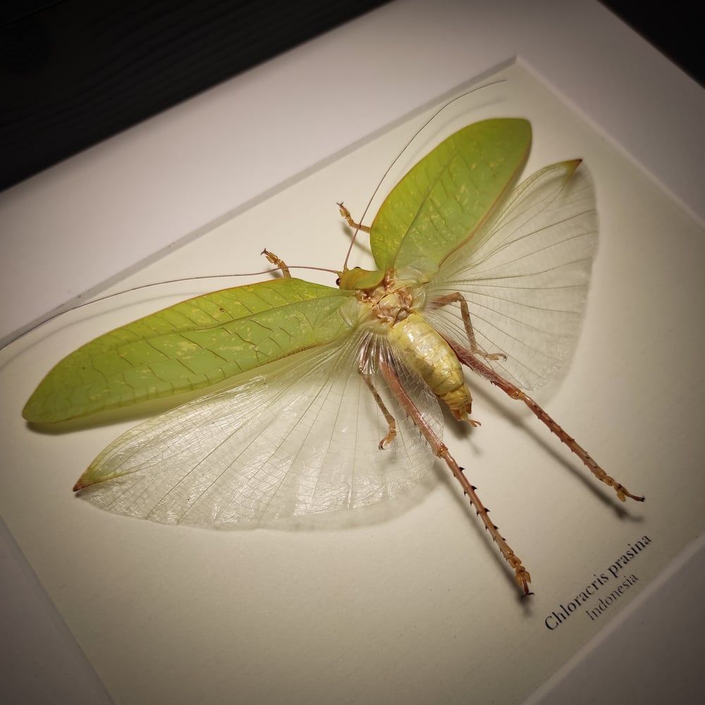 Image of Chloracris prasina