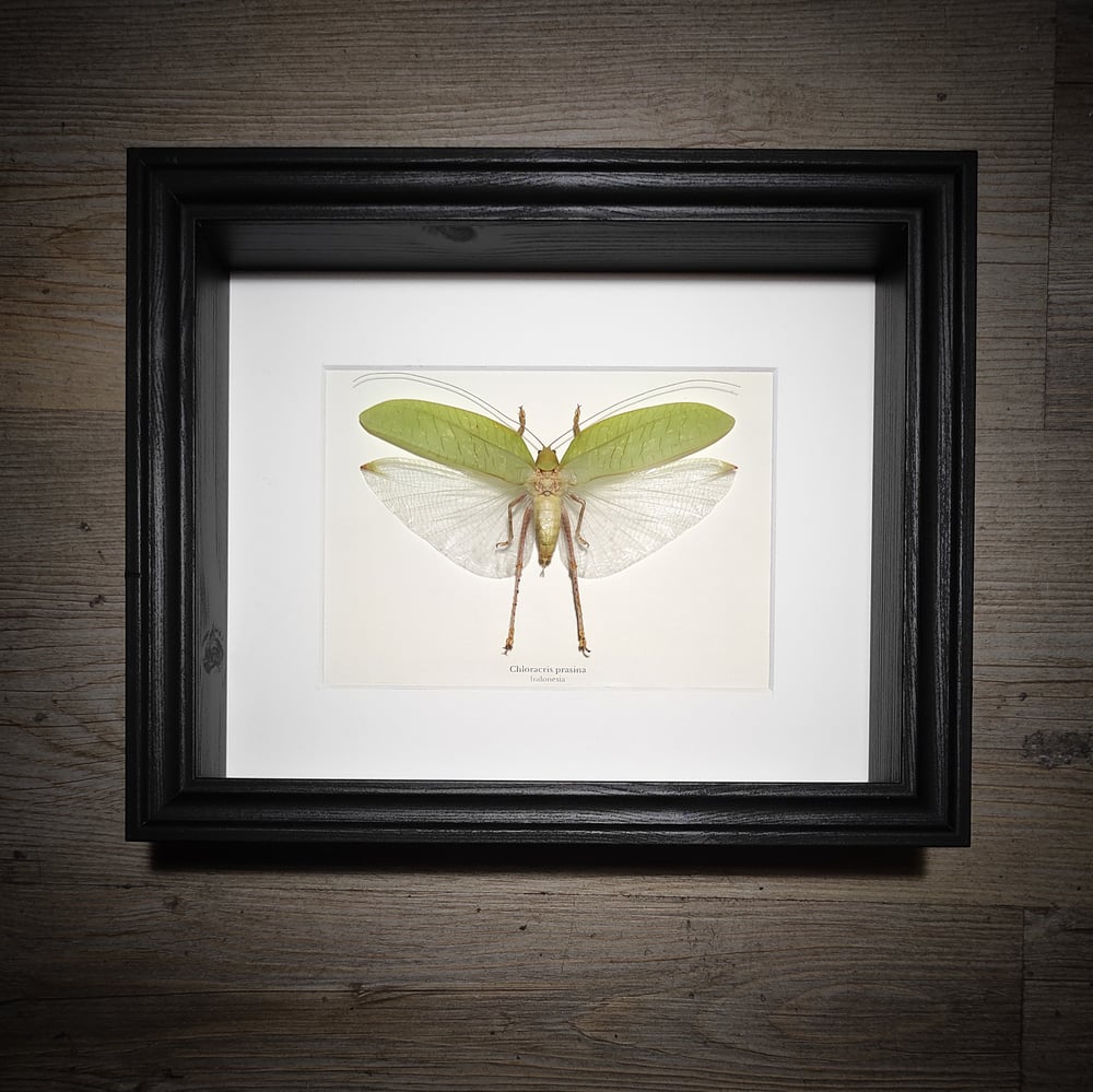 Image of Chloracris prasina