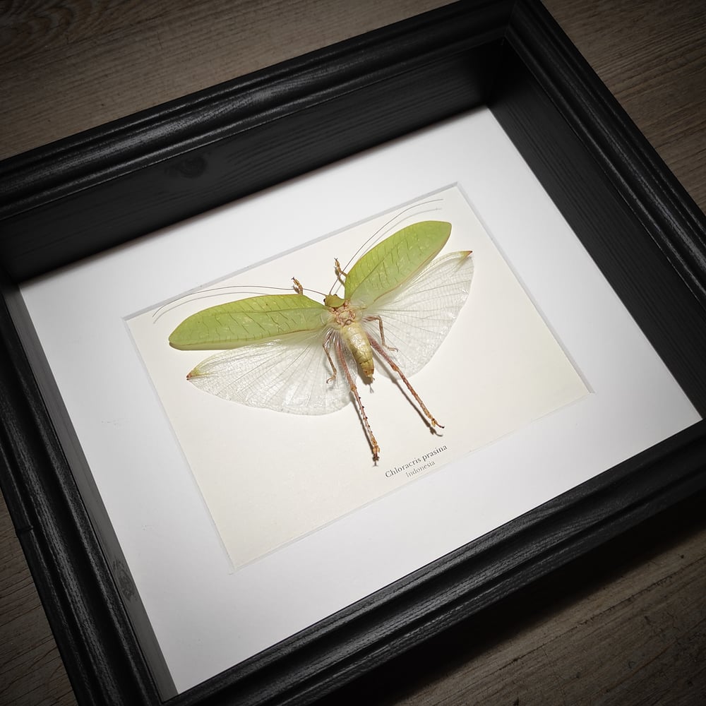 Image of Chloracris prasina