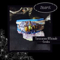 Image 1 of ☽ Taraxacum Cerulea ☾