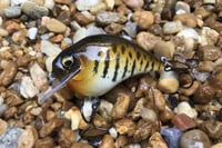 Image 1 of Custom Airbrushed S-CRANK 1.5 Squarebill Crankbait 3682