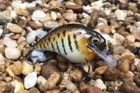 Image 5 of Custom Airbrushed S-CRANK 1.5 Squarebill Crankbait 3682