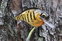 Image 13 of Custom Airbrushed S-CRANK 1.5 Squarebill Crankbait  925