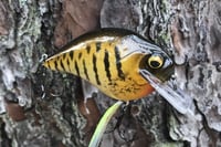 Image 15 of Custom Airbrushed S-CRANK 1.5 Squarebill Crankbait  925