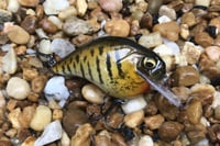 Image 4 of Custom Airbrushed S-CRANK 1.5 Squarebill Crankbait  925