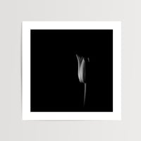 Tulip II | Botanical Art Print | Limited Edition