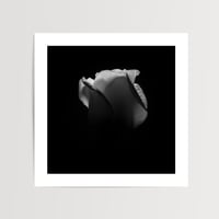 Rose II | Botanical Art Print