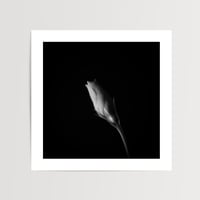 Lisianthus II | Botanical Art Print