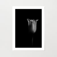 Tulip III | Botanical Art Print