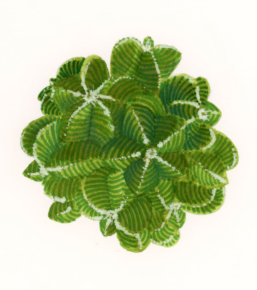 Image of Alicia Badalan - Dallalto 1