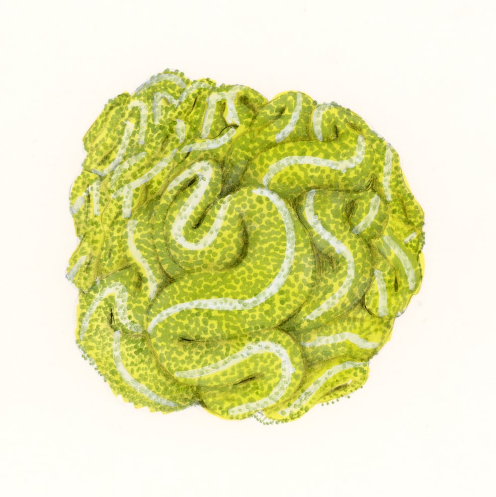 Image of Alicia Badalan - Dallalto 2