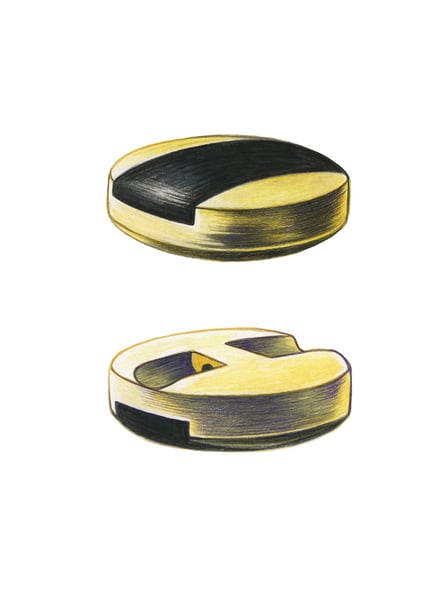 Image of Gabriella Giandelli - Aplidia transversa