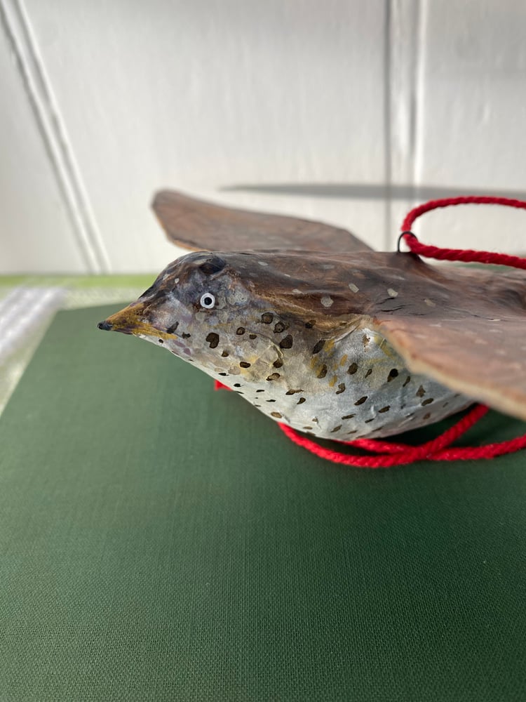 Image of Flying Thrush