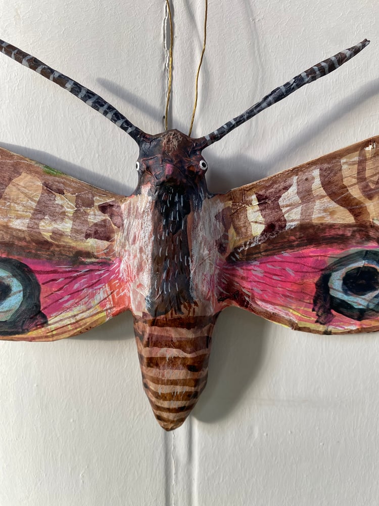 Image of Pink Moth
