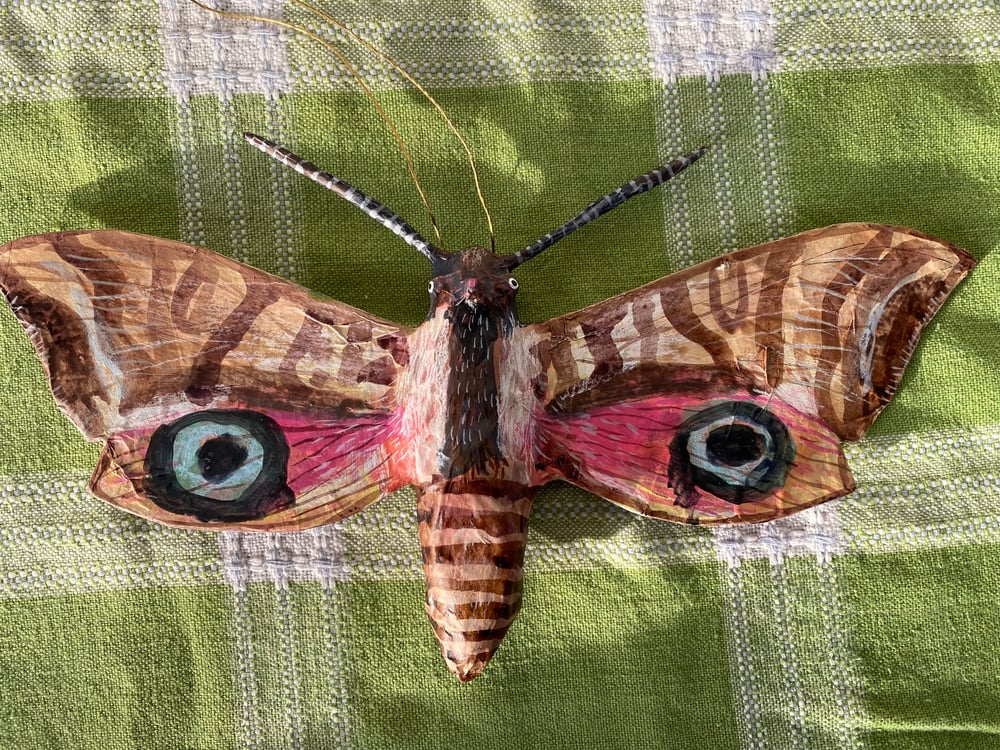 Image of Pink Moth