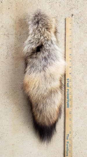 Image of Coywolf Tail