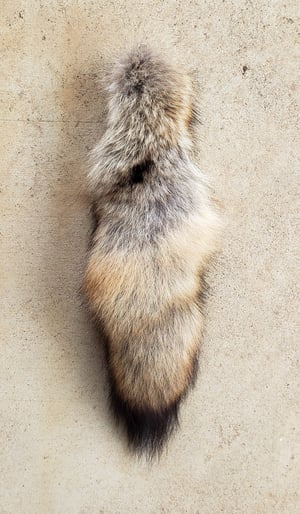 Image of Coywolf Tail