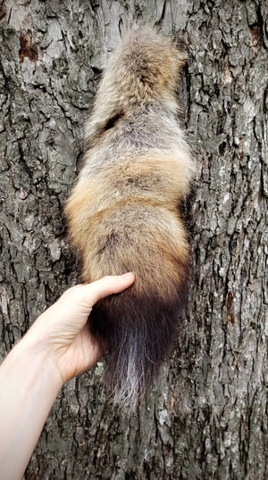 Image of Coywolf Tail