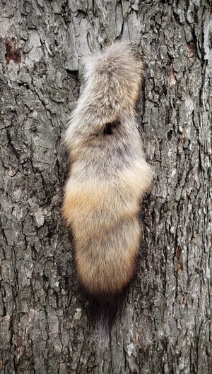Image of Coywolf Tail