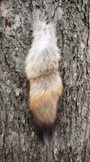 Image of Coywolf Tail