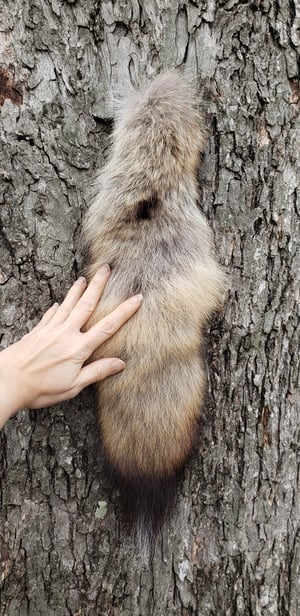 Image of Coywolf Tail