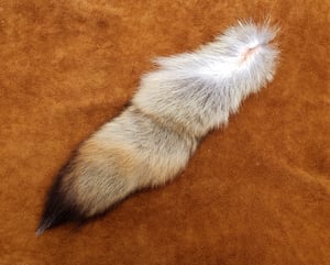Image of Coywolf Tail