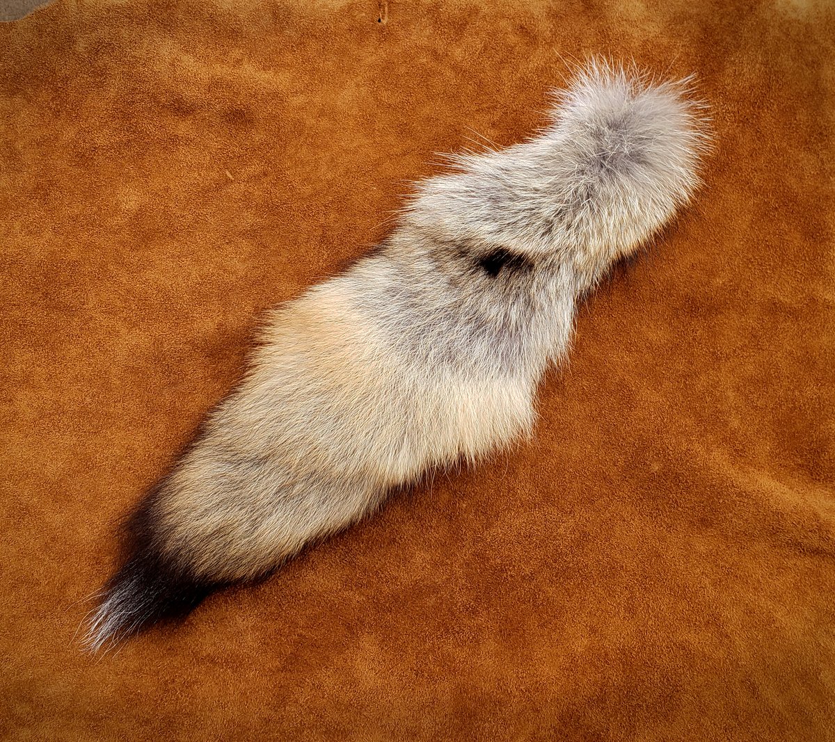 Image of Coywolf Tail