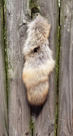 Image of Coywolf Tail