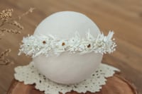 Newborn/Sitter Halo 75