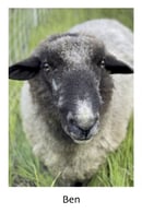 Image 3 of Ben & Cosmos - fingering