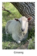 Image 3 of Tuuli Twist Yarn - worsted