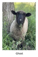 Image 2 of Ghost & Harbor - bulky