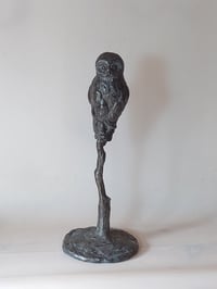 Image 1 of Grey owl / Pilkoji pelėda