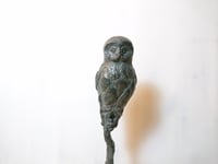 Image 3 of Grey owl / Pilkoji pelėda
