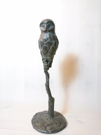 Image 4 of Grey owl / Pilkoji pelėda
