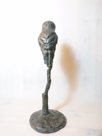 Image 5 of Grey owl / Pilkoji pelėda