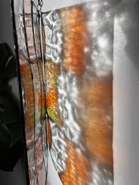 Image 2 of Vitrail Plant Propagation Tangerine  🍊