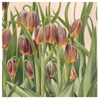 Image 3 of Seeking The Light | Fritillaria Uva Vulpis