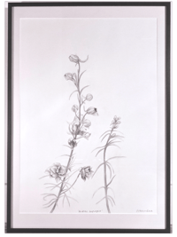 Image 3 of Doubtful Knightspur