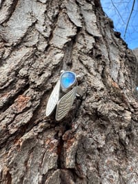 Image 5 of Moonstone cicada size 5.75