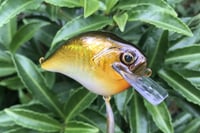 Image 7 of Custom Airbrushed S-CRANK 1.5 Squarebill Crankbait  804