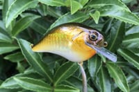 Image 10 of Custom Airbrushed S-CRANK 1.5 Squarebill Crankbait  804