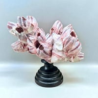 Image 1 of Ancien bloc de balanes sur socle en bois tourné fin XIXe  Objet de curiosités;: