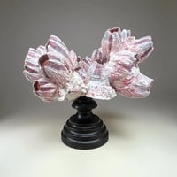 Image 3 of Ancien bloc de balanes sur socle en bois tourné fin XIXe  Objet de curiosités;: