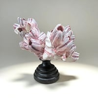 Image 4 of Ancien bloc de balanes sur socle en bois tourné fin XIXe  Objet de curiosités;: