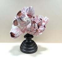 Image 5 of Ancien bloc de balanes sur socle en bois tourné fin XIXe  Objet de curiosités;: