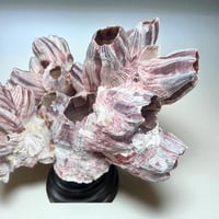 Image 7 of Ancien bloc de balanes sur socle en bois tourné fin XIXe  Objet de curiosités;: