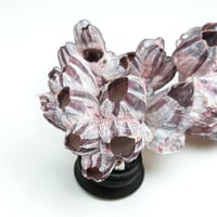 Image 8 of Ancien bloc de balanes sur socle en bois tourné fin XIXe  Objet de curiosités;: