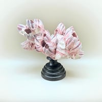 Image 9 of Ancien bloc de balanes sur socle en bois tourné fin XIXe  Objet de curiosités;: